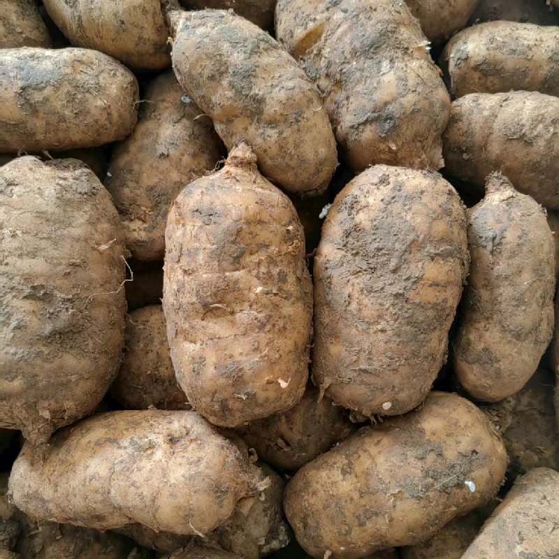 Fresh Tianma Freshly Dug in the Wild, Imitating Wild Tianma from Guizhou and Yunnan, Zhongyang Tianma, Street Stalls and Exhibitions