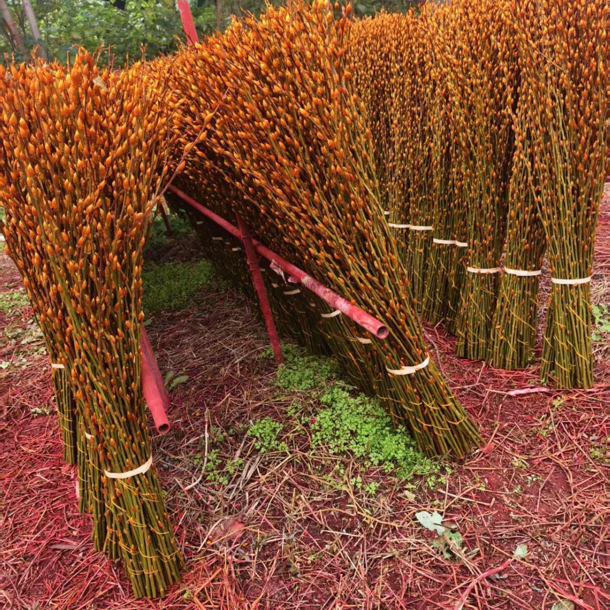 Red Willow New Year's Flower, Silver Willow Fresh Branches, Multicolored Willow Real Flowers, Dried Flowers, Direct Delivery from the Manufacturer Base 80cm High