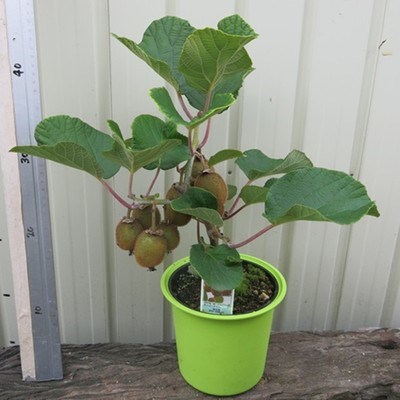 Kiwi Fruit Seedlings with Both Male and Female Flowers, Red and Green Hearts, Xu Xiang Kiwi Seedlings, Suitable for Planting in All Seasons in Both Southern and Northern Regions