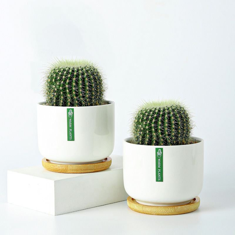 Golden Crown Golden Amber Golden Tiger Cactus Cactus Indoor Potted Plant Office Balcony Succulent Plants Good Flowers