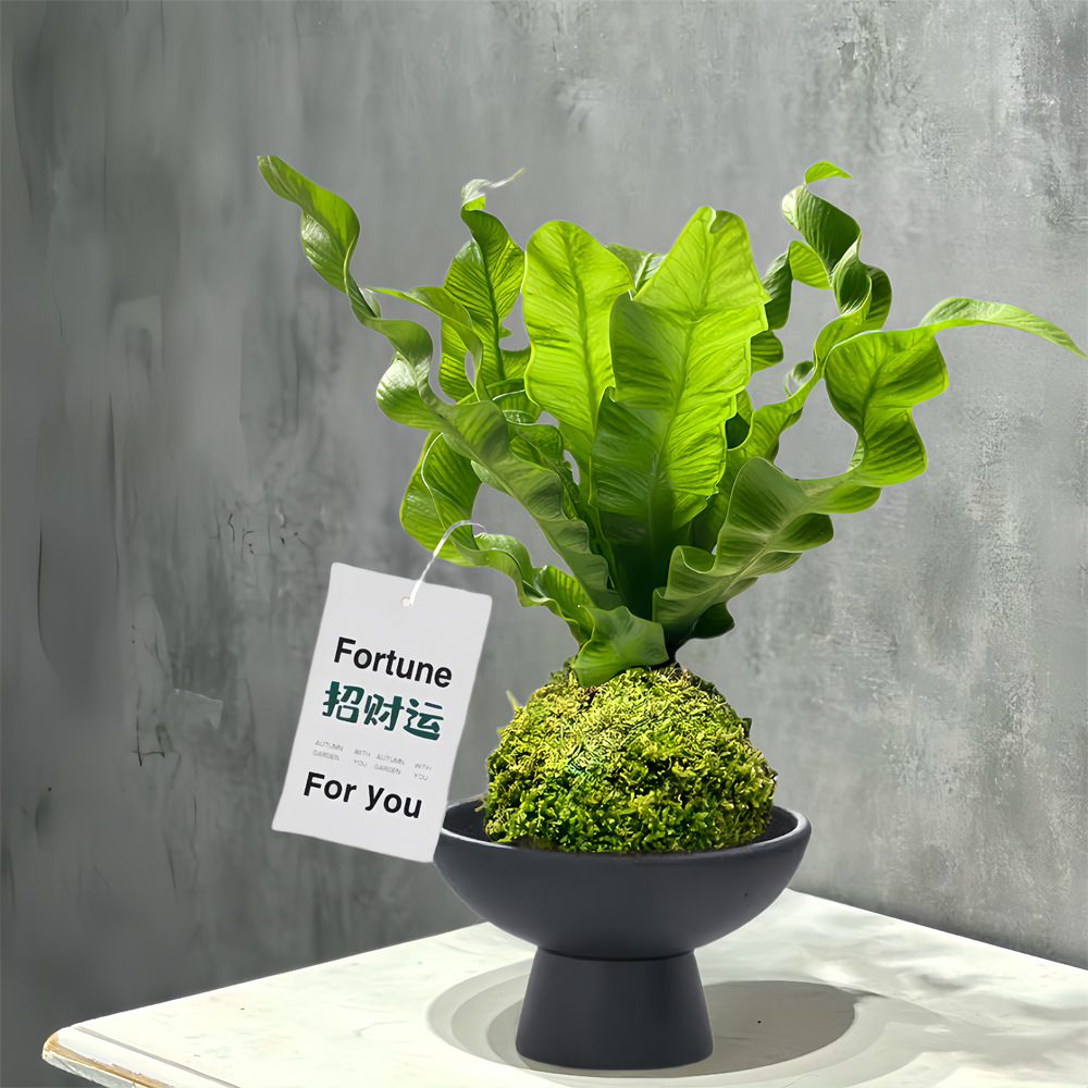 Папоротник Фламинго в горшке, моховой шар, стиль Ins, офисный стол, зеленое растение, очищающее воздух, увлажняющее