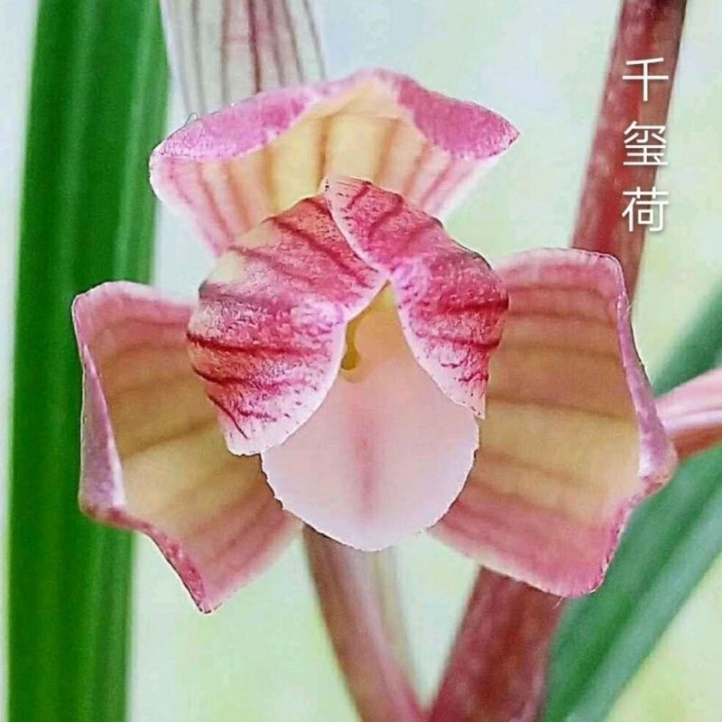 Spring Orchid, White Jade Lotus, Green Cloud, Indoor Potted Plant, Desk, Bedroom, Living Room, Tea Table, Strong Fragrance