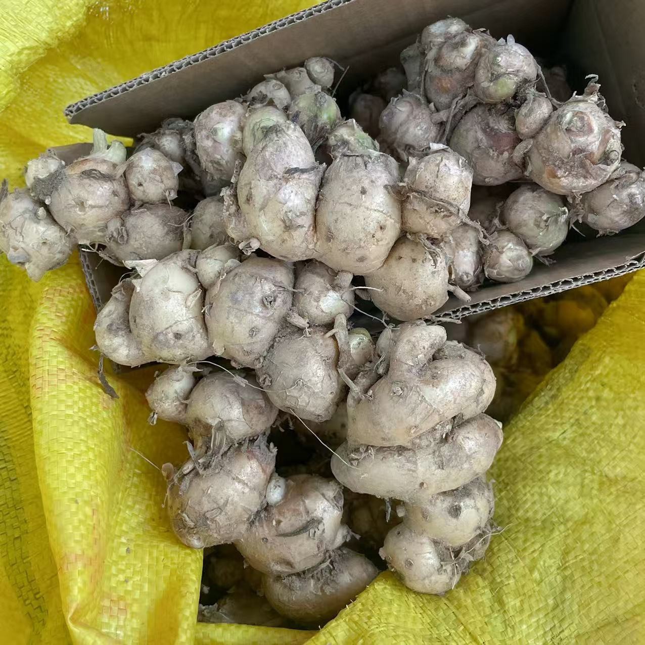 Authentic Maoming Gaozhou Specialty Fresh Sand Ginger Shan Nai Hainan Red-Skinned Sand Ginger White-Cut Chicken Coconut Chicken Pig Trotter Ingredients