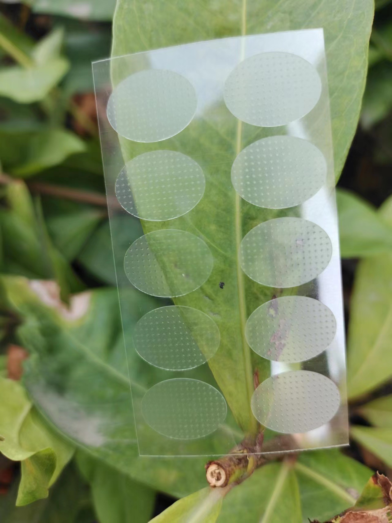 Factory direct supply invisible ear hole hanging stickers female ear hole anti-expansion stickers earlobe PE protective film earrings protective stickers