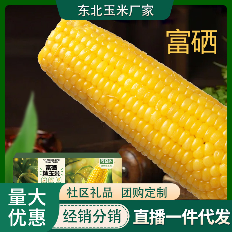 Selenium-Rich Waxy Corn 10-Pack 2.5kg Corn Fresh Waxy Corn Yellow Waxy Corn Vacuum-Packed Northeast Corn