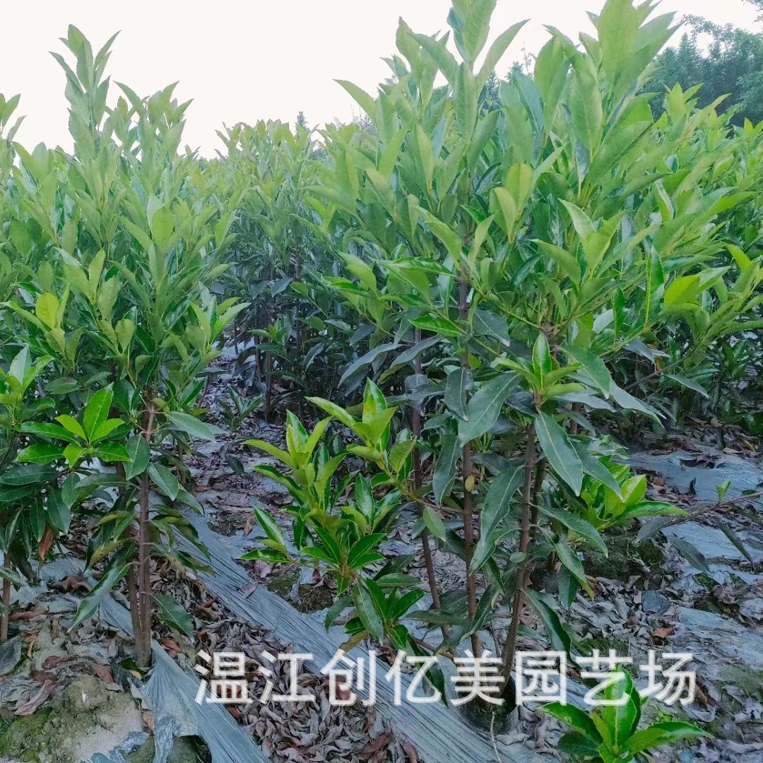 French Holly Tree Coral Tree Saplings Green Hedge Wholesale Courtyard Greening Cold-Resistant