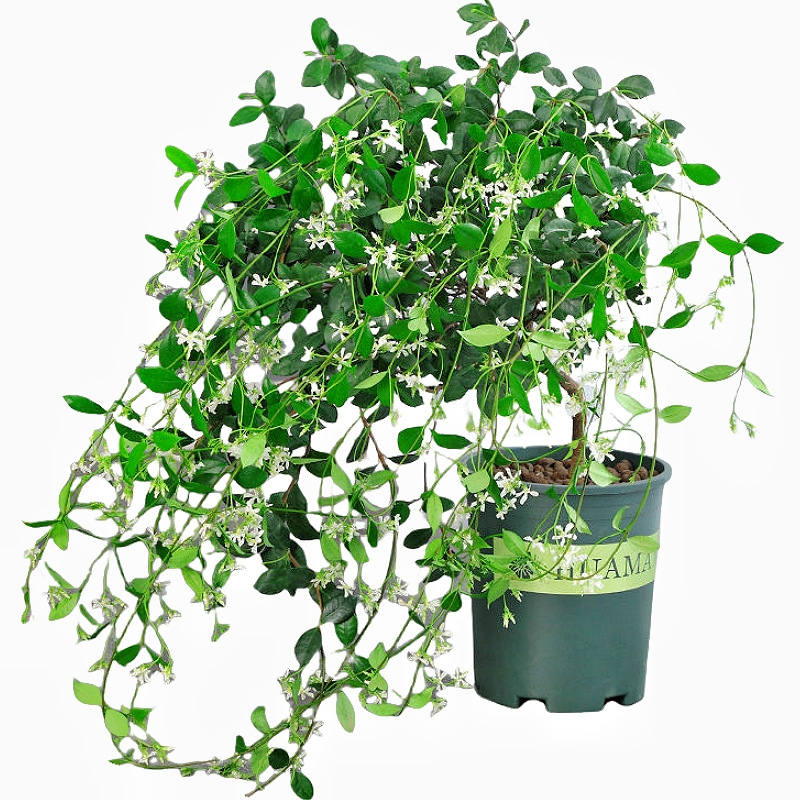 Windmill Jasmine Potted Big Seedling Good for Feeding Cold-resistant Four Seasons Flowering Garden Vine Weeping Silk Climbing Vine Plants Flowers Green Plants