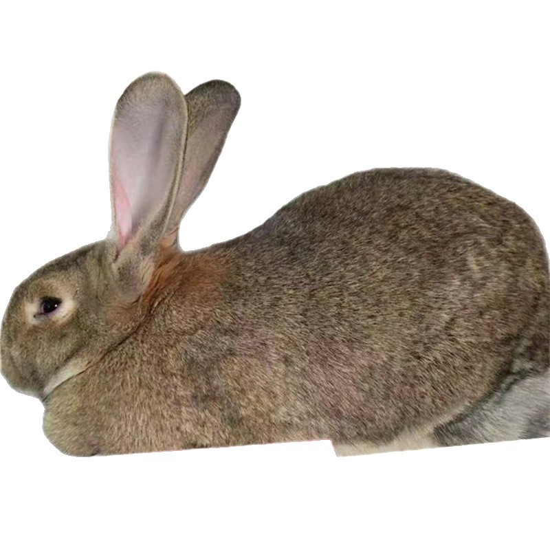 Wholesale Belgian Pregnant Rabbits with Free Shipping, Belgian Meat Rabbits, Female Rabbits, Direct Sales from Manufacturers, Live Rabbits