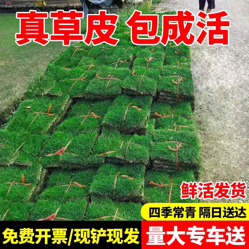 Манила Травяной газон натуральный для озеленения двора круглый год зеленый травяной газон Тайваньский газон с землей в рулонах