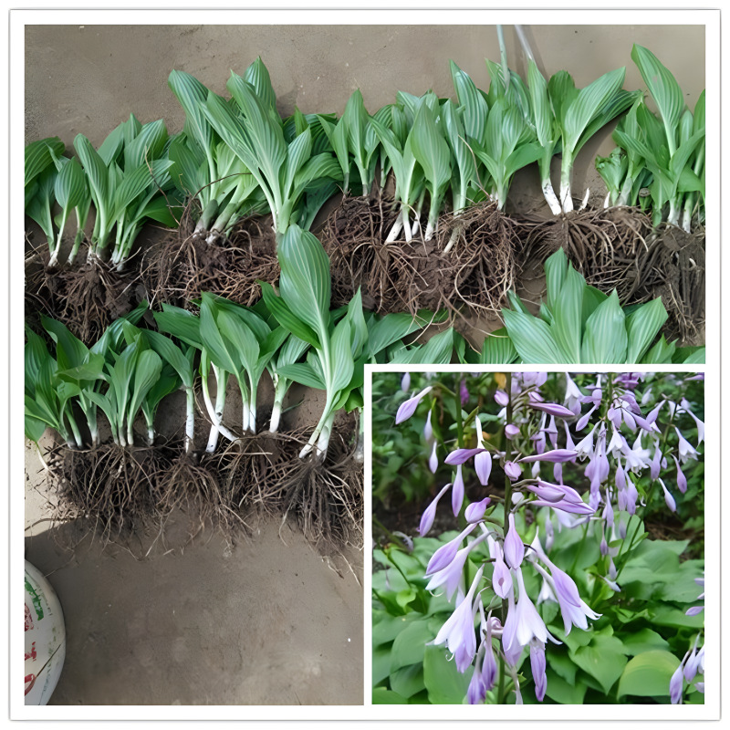 Hosta Flower Seedlings, North and South Cold-Resistant Flower Engineering Greening Flower Seedlings, Community Greening Flower Seedlings, Courtyard Greening Hosta Flower Seedlings