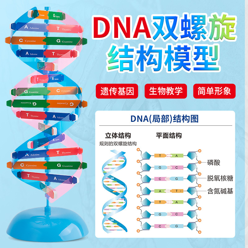 DNA double helix structure model Primary and secondary school science and technology small production Popular Science diy biological gene science experimental equipment