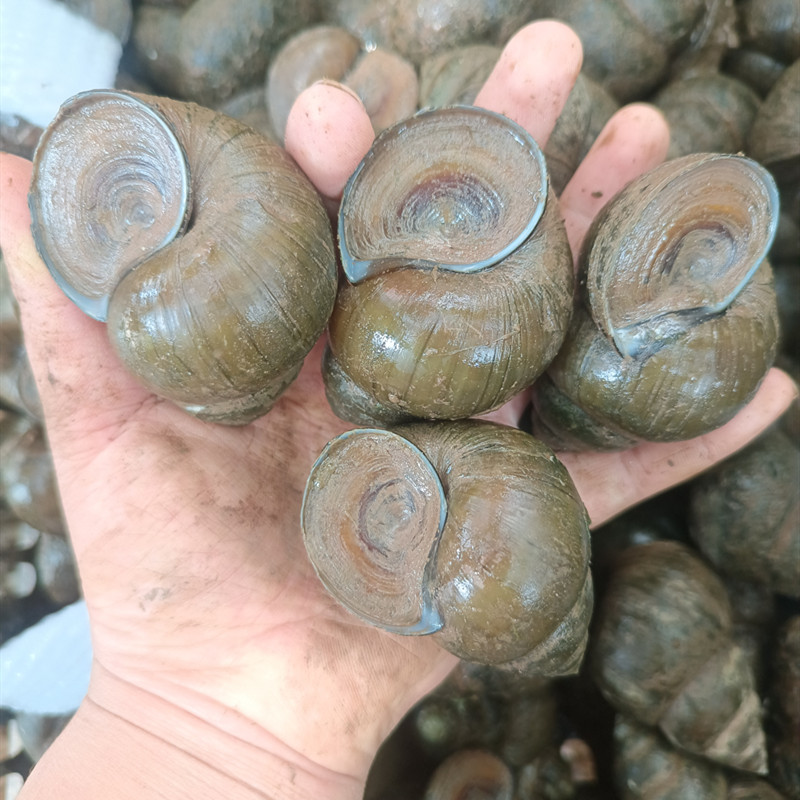 Fresh Live Snails from Rice Fields, Fishing Snails, Edible Fresh Snails, Ornamental Snails
