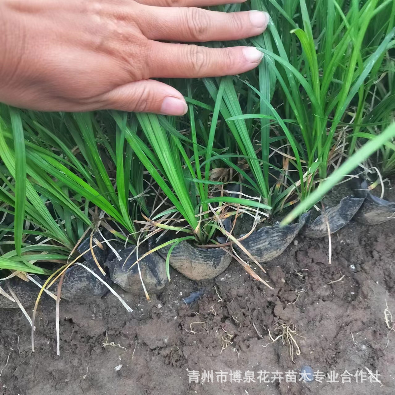 Phnom Penh Ophiopogon Japonicus Seedlings, Broad-Leaf Ophiopogon Japonicus, Evergreen Flower Border Flowers, Courtyard Gardens, Shade-Tolerant and Cold-Resistant Green Plants