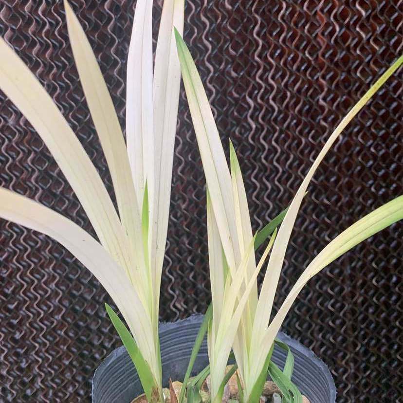 Special Orchid (Colorful White Jade) Is a Treasure of the Garden and Is Worth Collecting and Suitable for Indoor Potted Plants