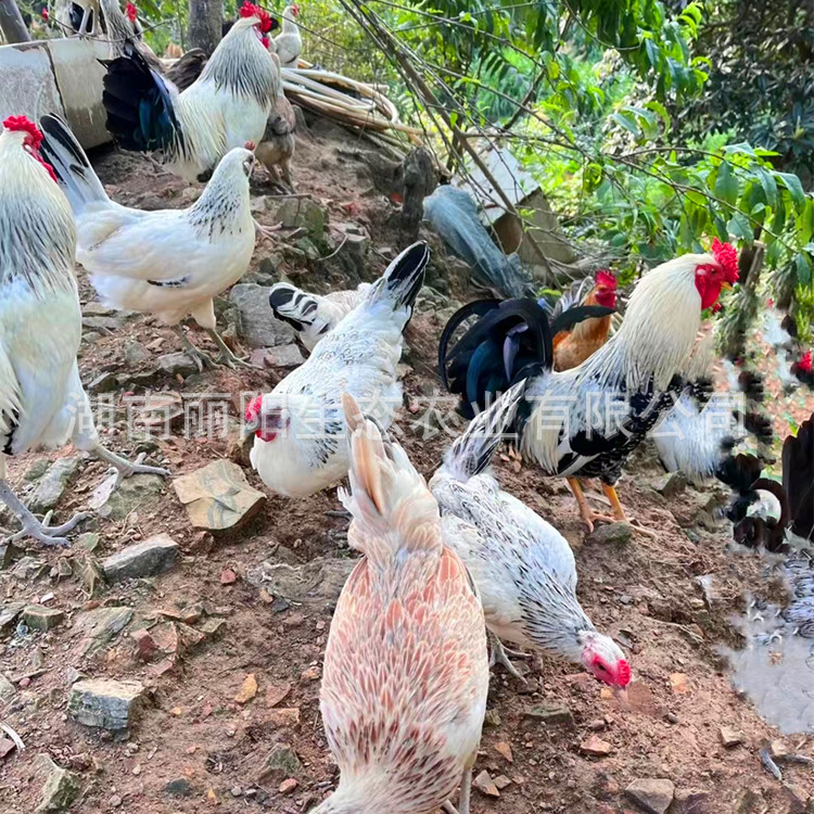 For Sale Are Live Que Mountain Chicken Chicks, Guinea Chicken Chicks, Imperial Concubine Chicken Chicks, Colorful Pheasants, One-Day-Old Chicks Out of the Shell