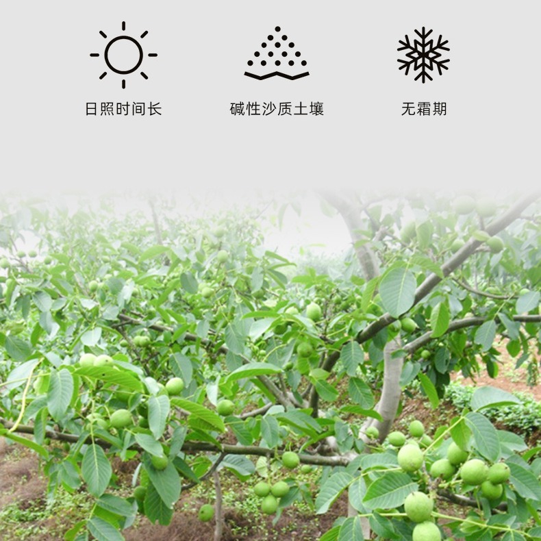 New Original Flavor Walnut Kernels 500g Xinjiang 185 Whole Raw Walnut Kernels Nut Raw Material Snacks