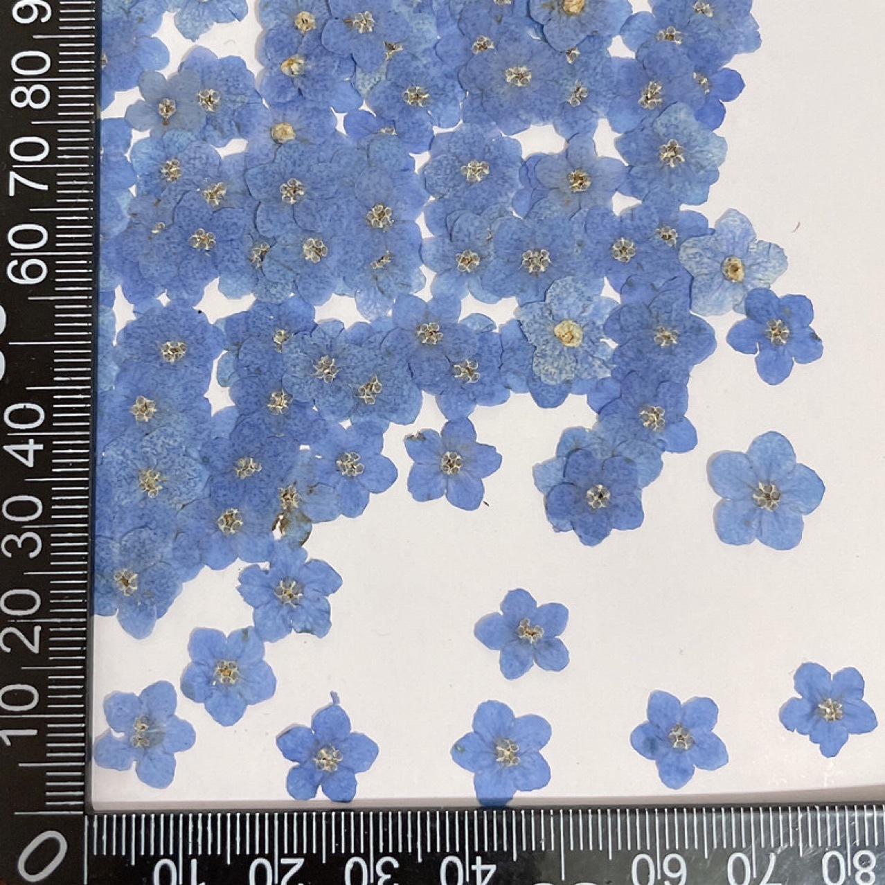 Internet Celebrity Forget-Me-Not Real Dried Flower Embossed Bag Plant Specimen Ins Popular Nail Art Glue Jewelry Embossed DIY Material