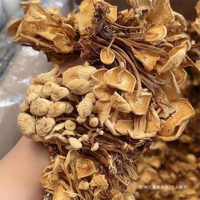 2025 New Bulk Dried Goods Enoki Mushroom Edible Fungi Market Exhibition Stall Products Enoki Mushroom Dried Yellow