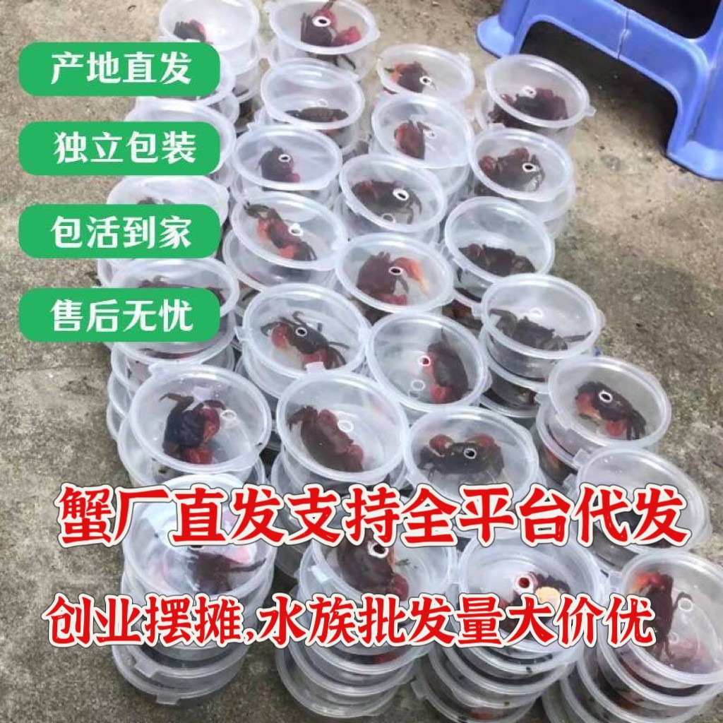 Краб, перцовый краб, оптовая продажа, живой питомец, рептилия