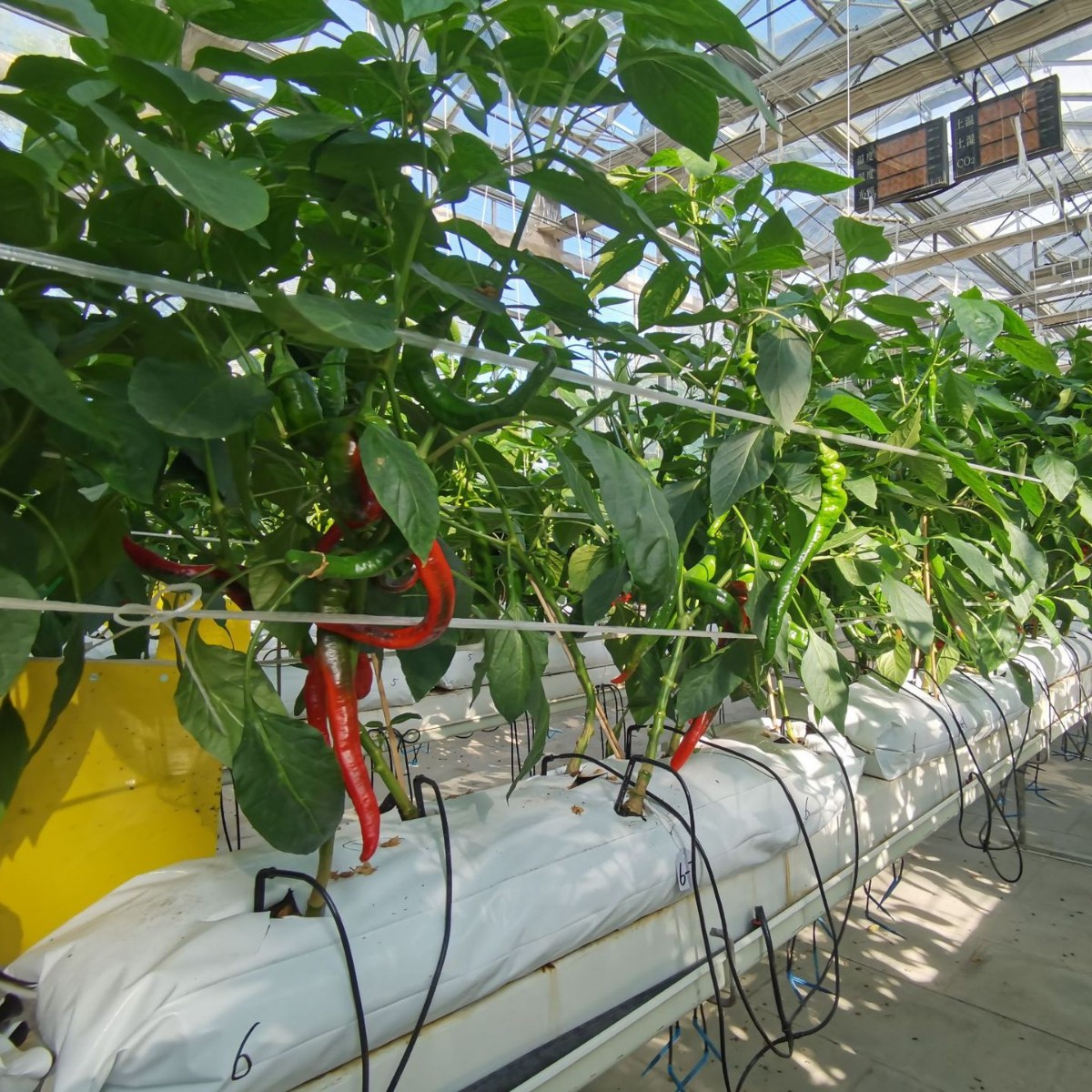 In-Stock Strawberry and Chili Planting Strips, Outer White Inner Black Shading and Fertilizer Retention Bags, Substrate Bags, Horizontal Planting Bags