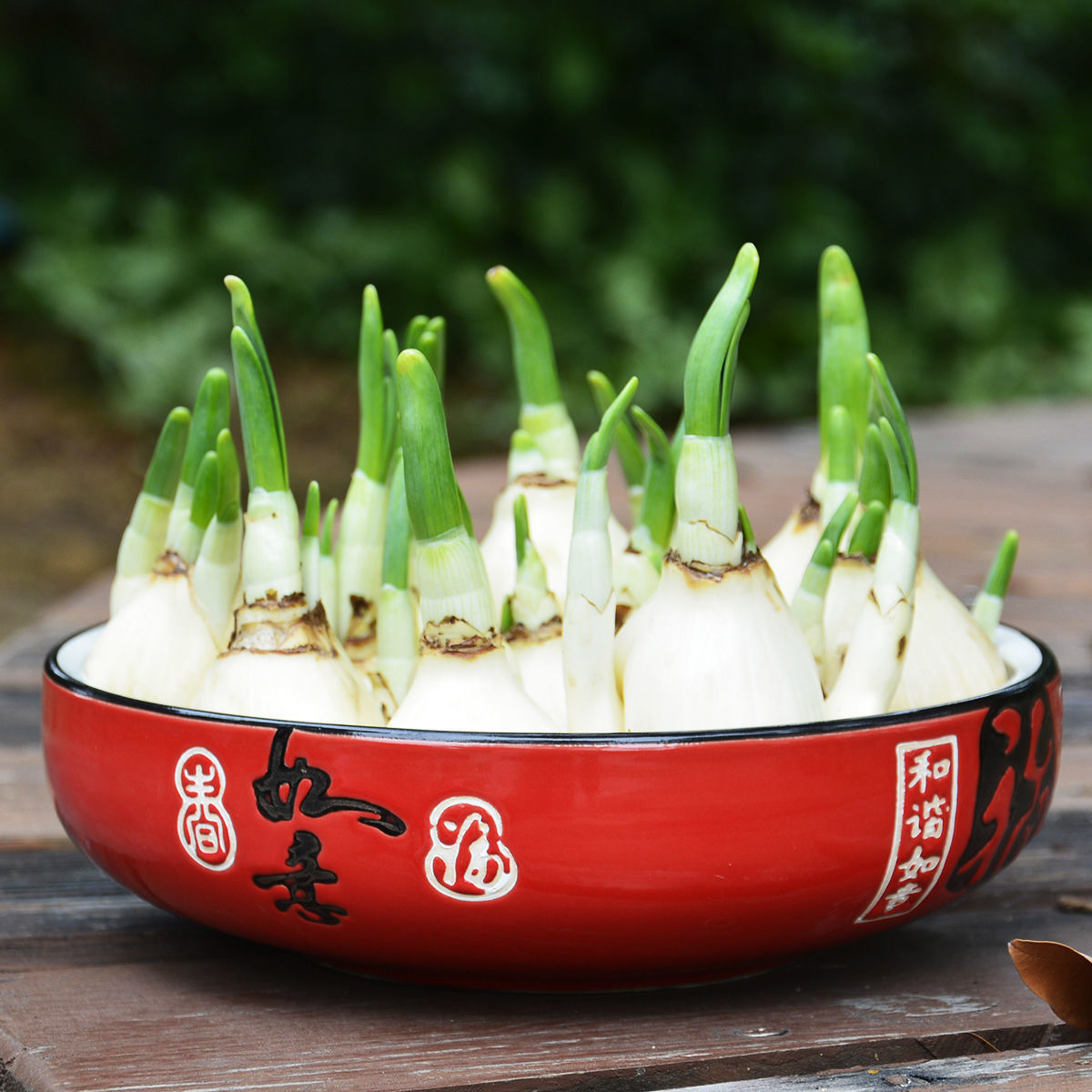 Домашний крупный нарцисс для гидропоники, легкий в выращивании, необходим для праздника весны, сильный аромат, зеленые комнатные растения