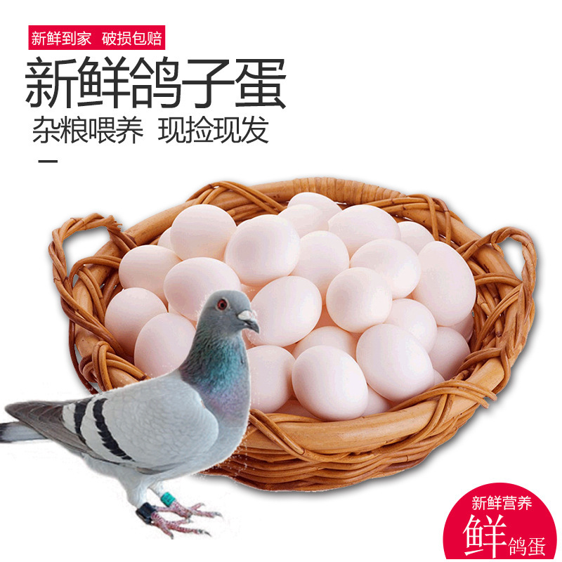 20 Pieces Wholesale Farm Grains Free-Range Local Specialty White Pigeon Eggs Ready Supply Pigeon Eggs Dropshipping