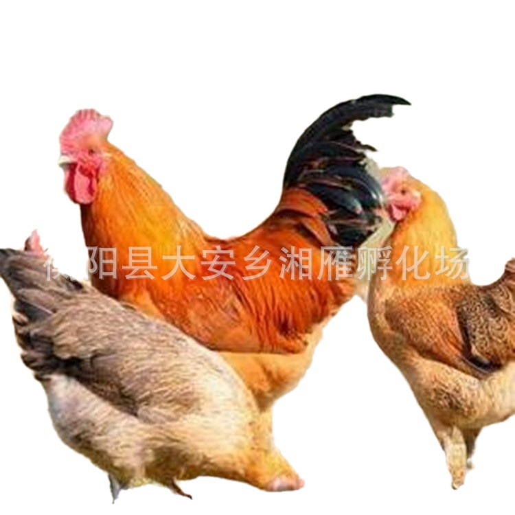 One-Day-Old Red Yao Native Chicken Seedlings, Male Seedlings, Mixed Seedlings, Black Yao Chicken Seedlings, Egg Chicken Native Chicken Seedlings, Transport Package, Vaccination