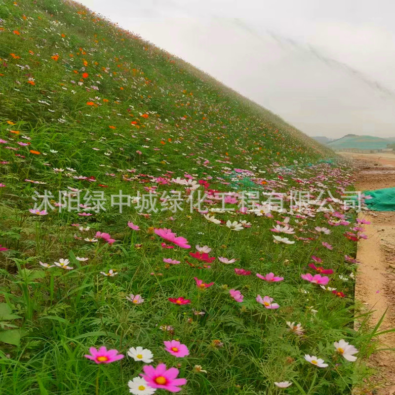 Lawn Seeds, Grass Seeds, Evergreen Greening, Bermudagrass, High Fescue, Rye Turf Seeds, Slope Protection and Soil Stabilization