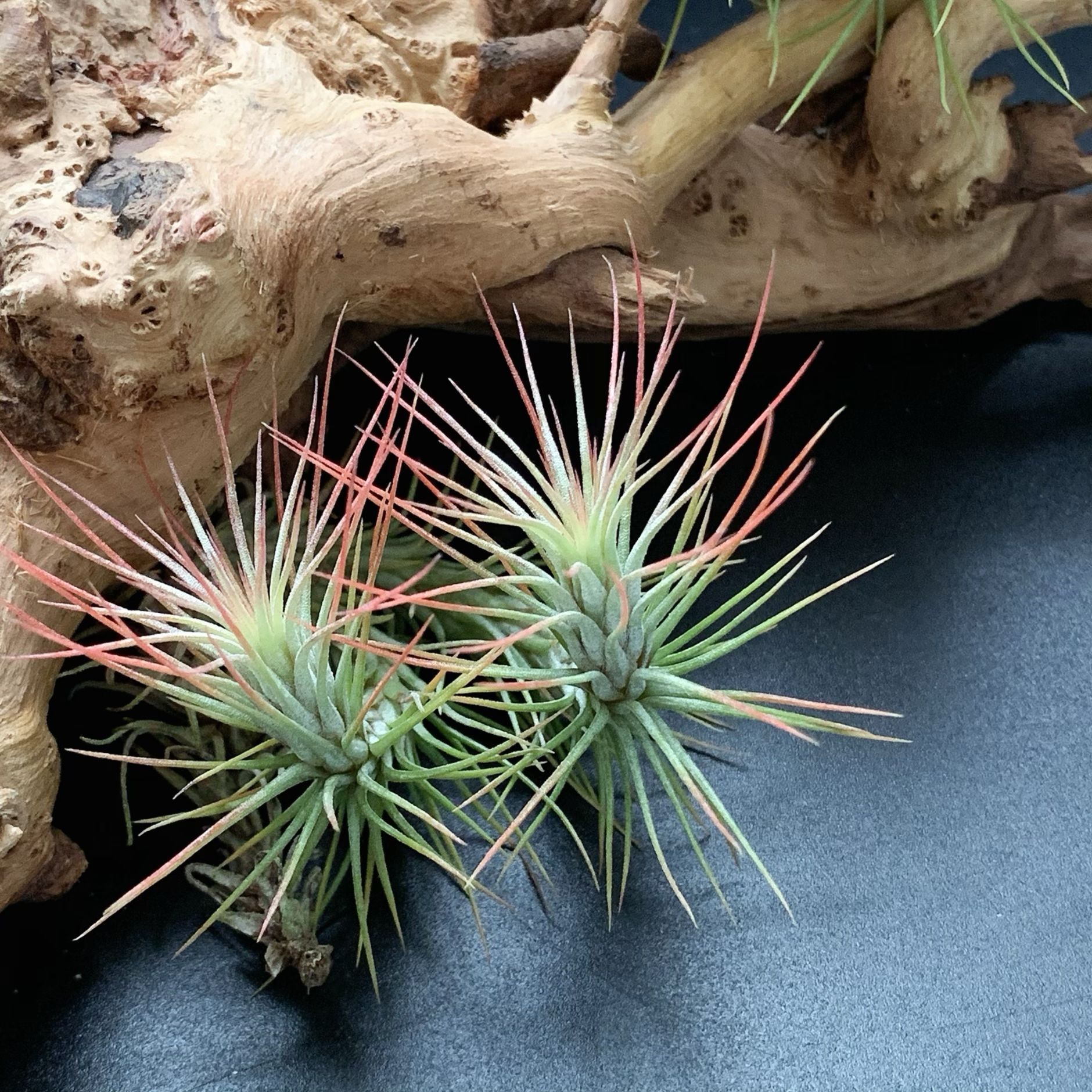 Маленький лисий хвост, прямая поставка с завода, базовая доставка, воздухопроницаемое растение ананаса, ленивое, новинка