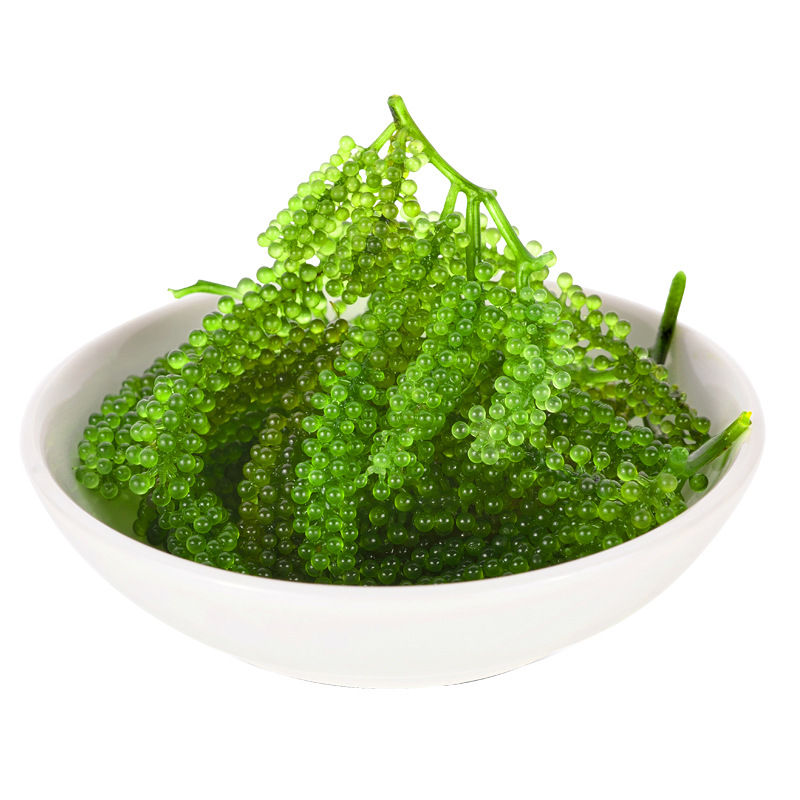 [Factory Direct] Salted Sea Grapes Classic Packaging 100g No Brand Information One Click Dropshipping