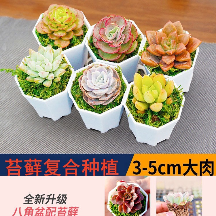 Суккулент с горшком, хорошая комбинация горшечных растений, большая упаковка цветущих суккулентов, красивый маленький суккулент в горшке