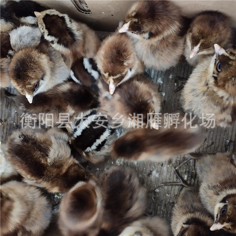 Wholesale Black Yao Native Chicken Seedlings, Large Red-Feathered Green-Footed Rooster Seedlings, Chicken Seedlings, Kiln Chicken Live Animals, Red-Feathered Small Rooster Seedlings