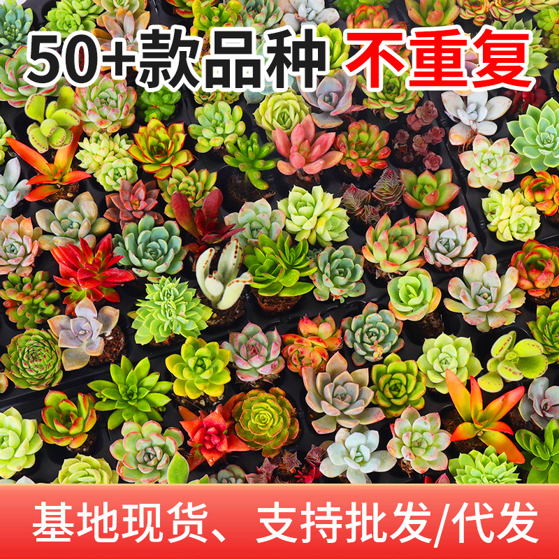 Succulent Wholesale Succulent Plants with Pots Succulent Potted Plants with Pots Wholesale Succulent Whole Box