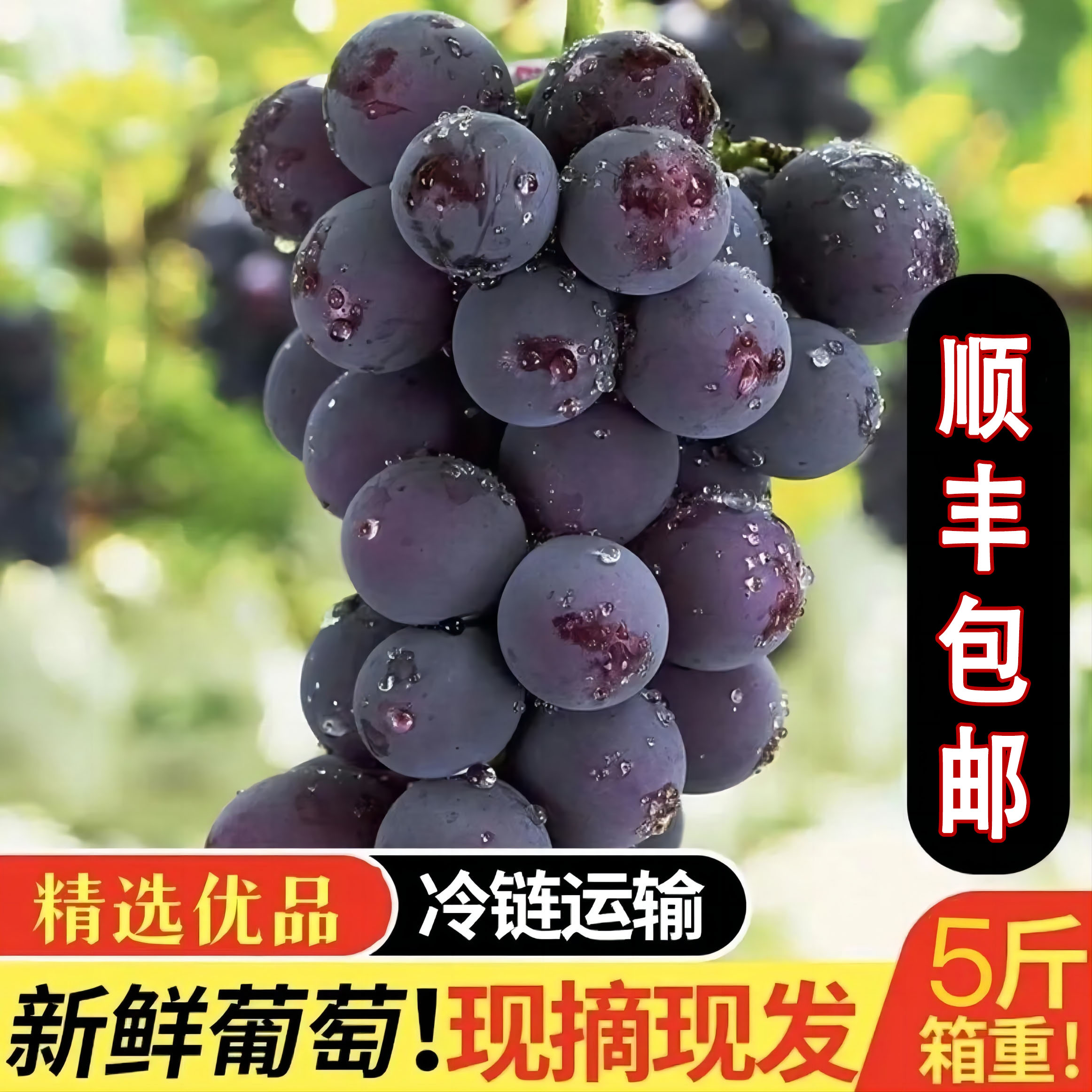 [Sf холодная цепь доставка целой гроздью] Северо-восточный гигантский пик виноград свежесобранный сезонный сладкий виноград бесплатная доставка