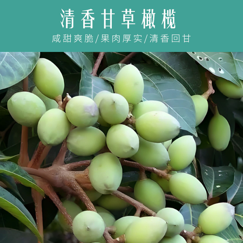 Source Manufacturer Bulk Licorice Olives New Year Specialty Licorice Olives Crispy Vanilla Olive Snacks Wholesale Delivery
