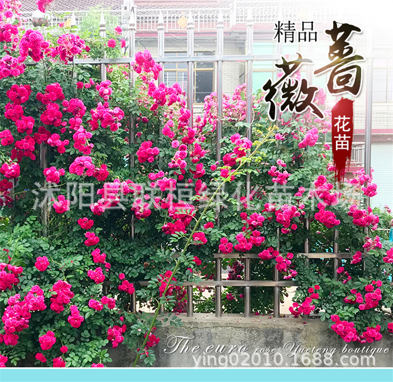 Rose Flower Seeds, Climbing Roses, Bloom All Year Round, Climbing Flower Plants, Floral Landscape, Flower Seeds, Roses