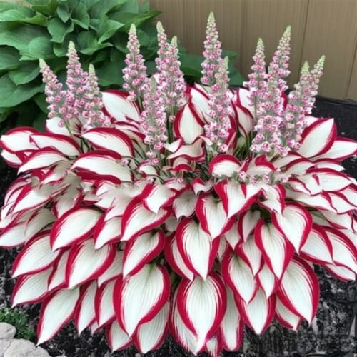 [Cross-Border Supply] Colored Leaf Jade Hairpin Flower Seeds, Jade Flower Seeds, Potted Flower Seeds, White Crane Flower Jade Bubble Flower Seeds