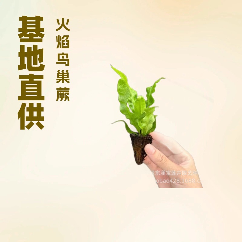 Миниатюрные растения для микландшафта Папоротник гнездо птицы огненный (пламя) Саженцы в горшках Водяной резервуар для ландшафтного дизайна Эко-танк Зеленая стена