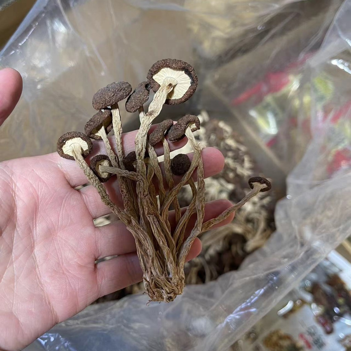 Новый чайный гриб, 500г, нераспечатанные, оптовая продажа, прямая поставка с места производства