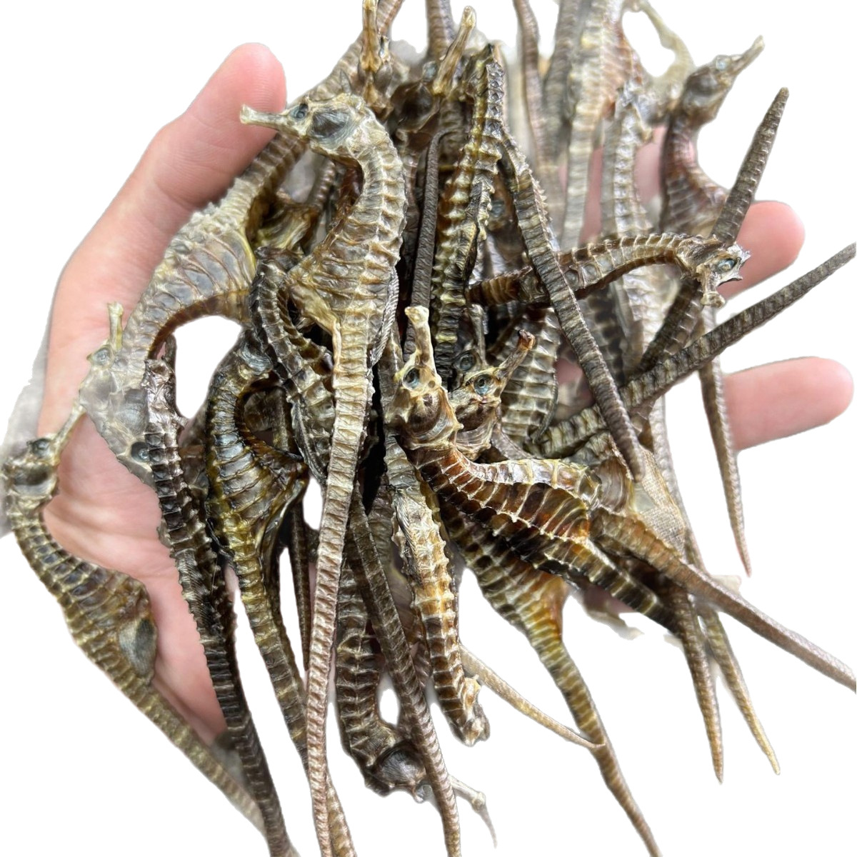 Stable Supply of Clear Water Seahorse Chinese Herbal Medicine Wholesale, Neat and Full, Natural Color, Shipped in Batches, Nourishing and Preferred