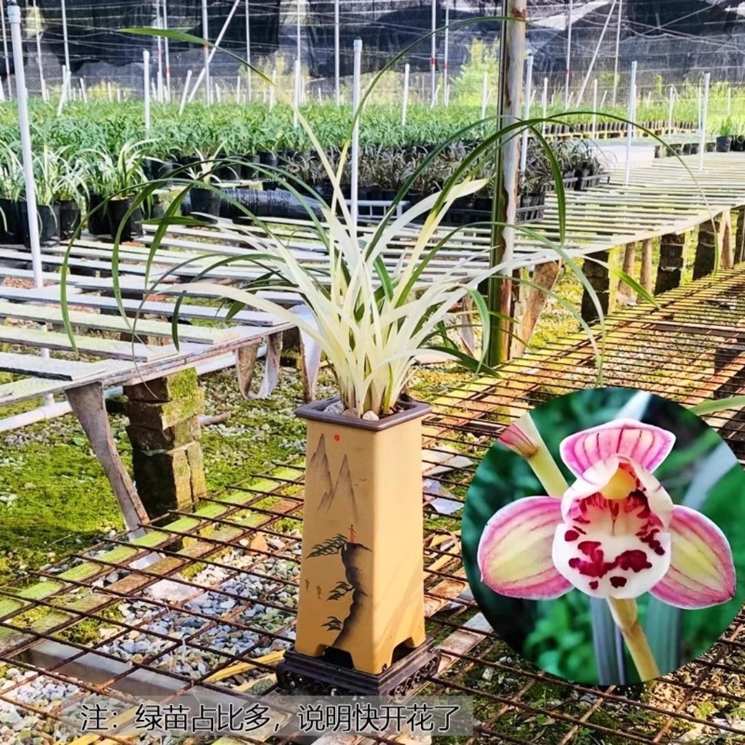 Специальная орхидея белого нефрита с ароматом, комнатное растение в горшке