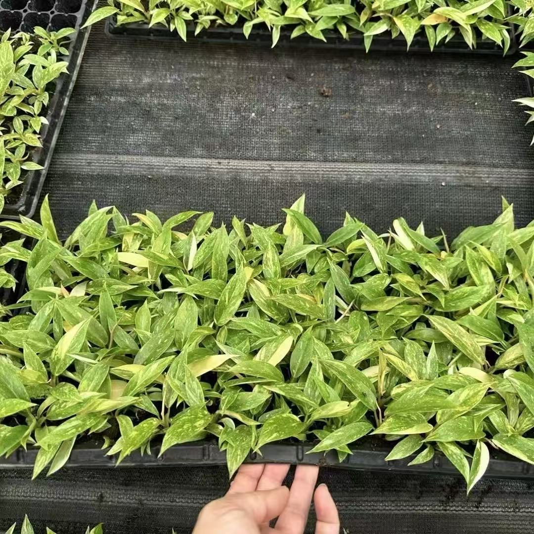 New and Unique Trendy Internet-Famous Golden Fire Ring Pothos Office Home Green Plant Small Potted Micro Landscape Pothos