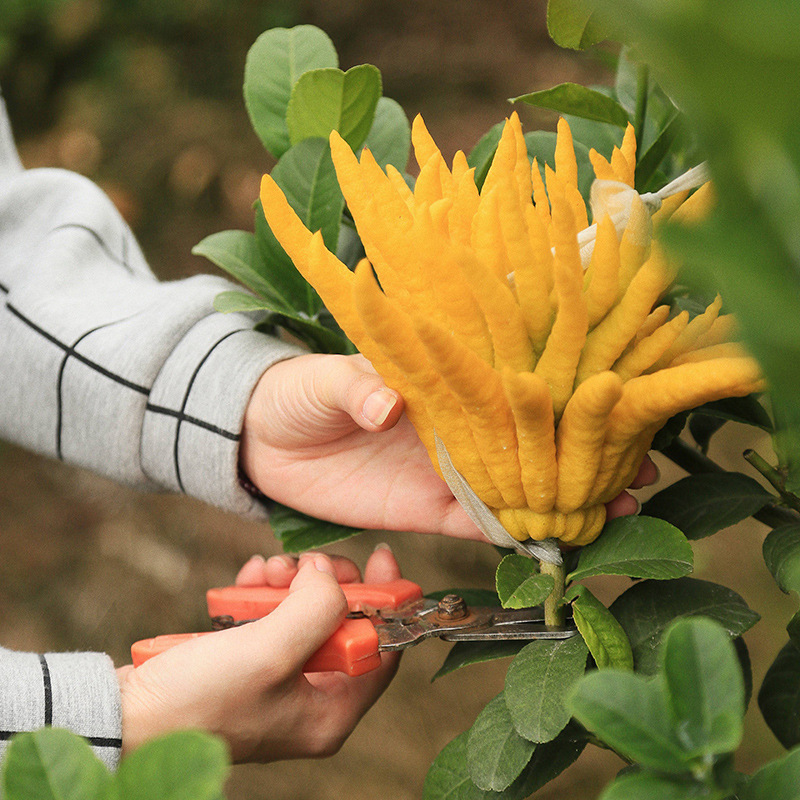 Jinhua Buddha's Hand Extra Large Fruit Medium Large Fruit Premium Buddha's Hand Fruit Mandarin Fresh Citron Qing Gong Decoration for Buddha Decoration Free Shipping