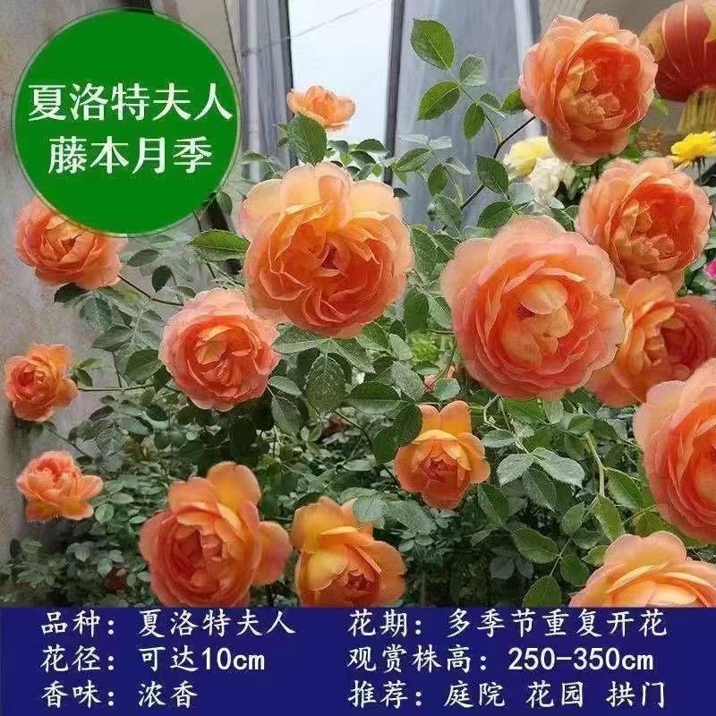 Rose Seedlings, Vines, Extra-Large Flower Trees, Climbing Vines, Balcony Wall-Climbing Florals, Rose Potted Plants That Bloom in All Seasons