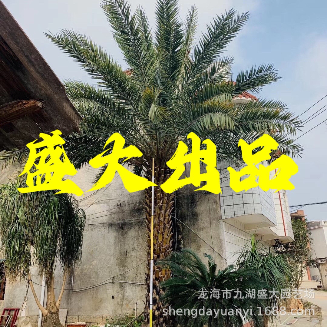 Финики Среднего Востока провинции Цзянси, оптовая продажа фиников Среднего Востока провинции Фуцзянь, цены на финики Среднего Востока провинции Гуйчжоу, провинция Чжэцзян