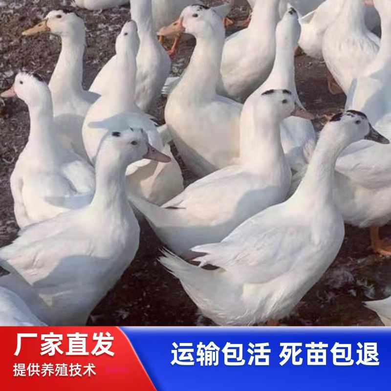 На продажу утята мясного направления M18, утята с черно-белыми перьями