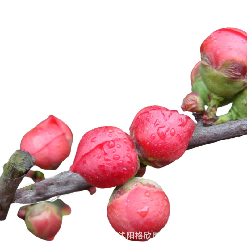 Red Plum Tree Seedling Base Wholesale Landscaping Embellishment Flower and Tree Courtyard Planting Ornamental Plants Cold-Resistant Plum Tree