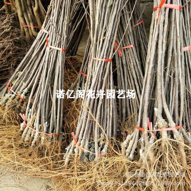 Grafted Gala Apple Tree Seedlings, Early-Maturing Red Apple Saplings, Potted Plants in the North and South Courtyards, and Fruit Planting