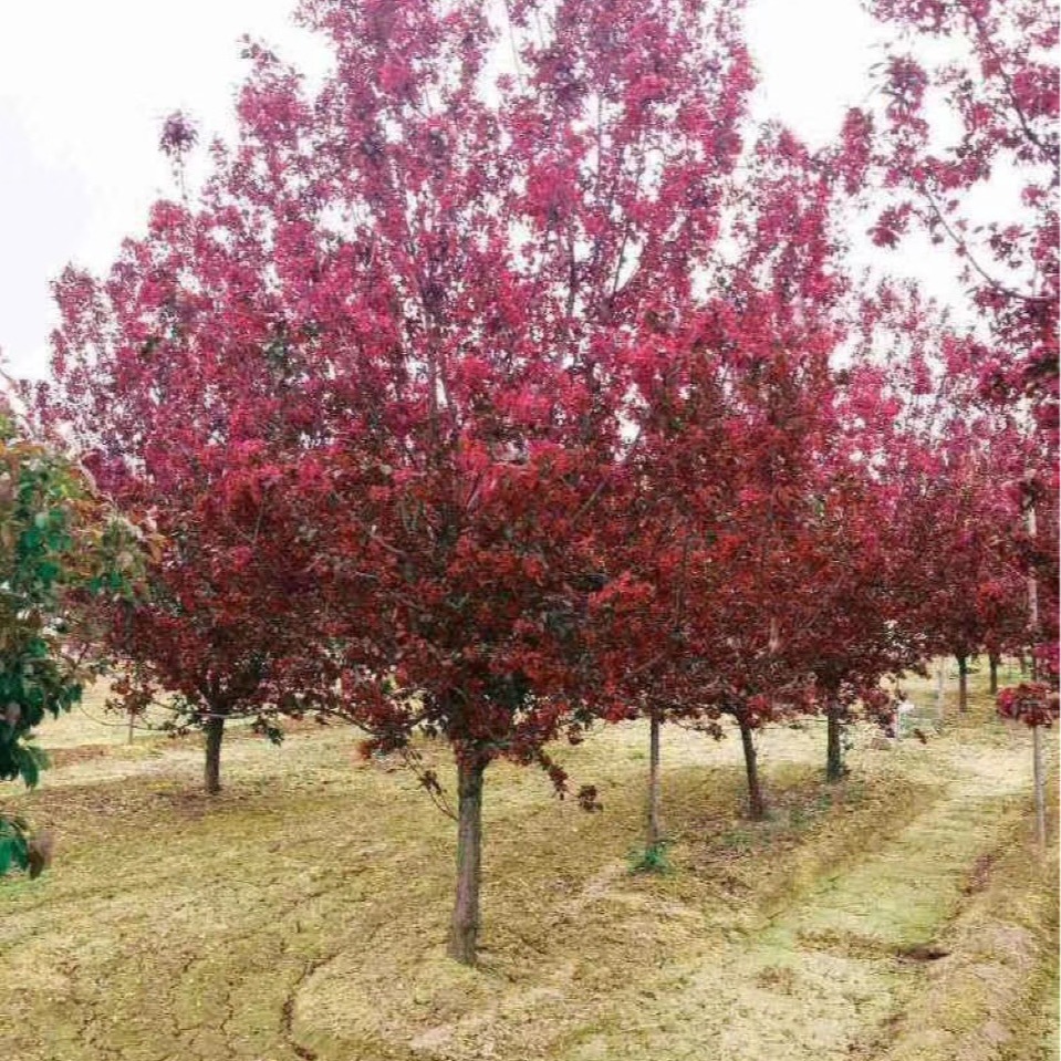 Begonia Wangzhe Begonia Glory Begonia North American Begonia Begonia Saplings