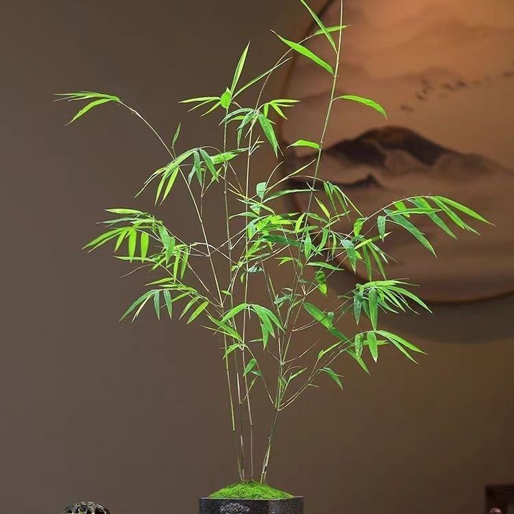 Indoor Bamboo Potted Plant for Plants, Indoor Guanyin Bamboo Bonsai, Study Room, Phoenix Tail Bamboo, Desktop Green Plant, Tea Table, Easy to Maintain